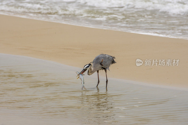 Great blue heron standing in intertidal pool on beach, with large hardhead catfish sideways in beak